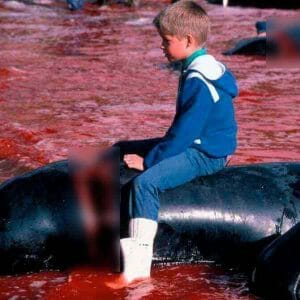 delfini isole faroer danimarca 1605 sea shepherd